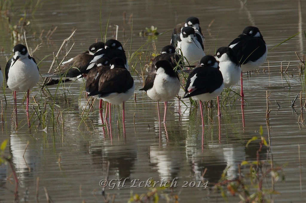 Black-necked Stilt 2014-01-25_4.jpg